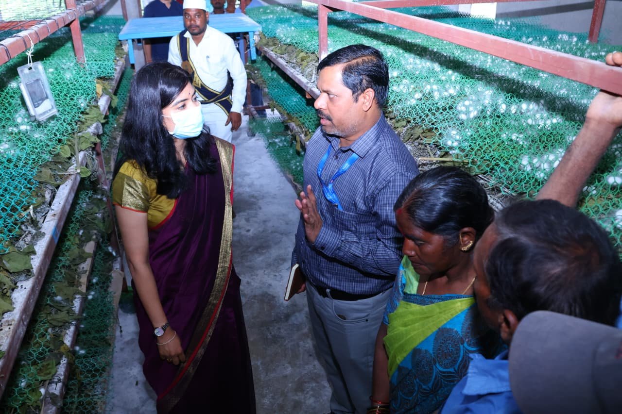 చందుర్తి మండలం మల్యాలలో పట్టు పురుగుల పెంపకం కేంద్రం పరిశీలించిన జిల్లా కలెక్టర్